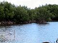 25 - Mangrove 023